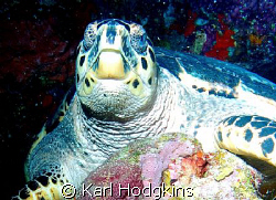Mr T. This was the biggest Turtle I have ever seen must h... by Karl Hodgkins 